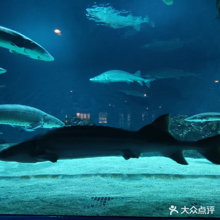 北京海洋馆暑期攻略