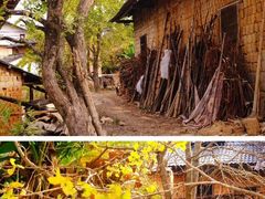 -南雄冯屋银杏山庄
