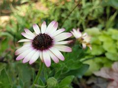 -福田红树林生态公园