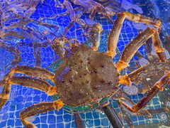 -驻海渔市(置信店)