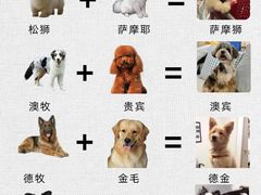 -翊宠yipet猫狗购宠庄园犬舍•猫舍