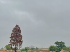 -良渚古城遗址公园