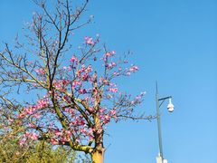 -神光山国家森林公园