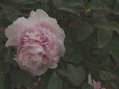 -曹州牡丹园