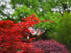 -南岳衡山风景名胜区-南岳大庙