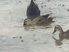 -盐城丹顶鹤湿地生态旅游区