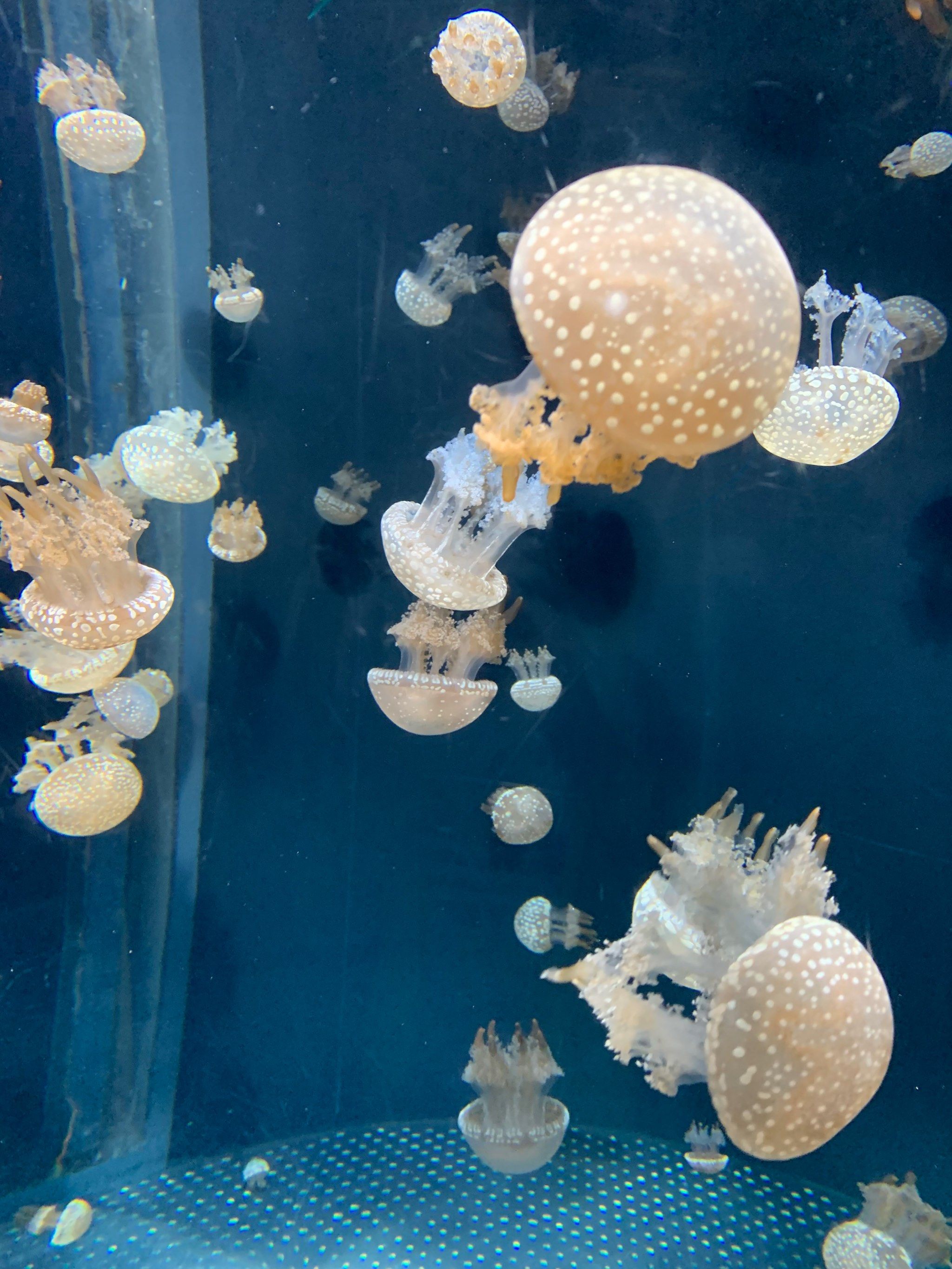 未来水族馆的一天体验