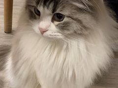 -柴迷FANS CLUB·柴犬狗咖·猫咖
