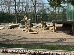-上海野生动物园