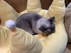 -滚猫咖啡·猫咖·猫友好撸猫(未来城店)