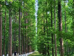 -黄海国家森林公园