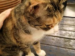 -Sirena海妖日咖夜酒