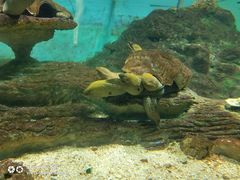 -北戴河圣蓝海洋公园