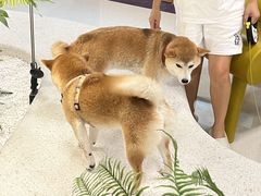 -帕帕拉兹宠物(亚洲旗舰店)