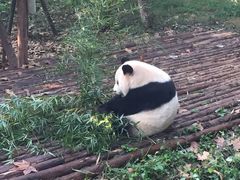 -成都大熊猫繁育研究基地