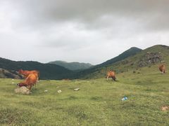 -大姆山草场