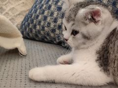 -瑞派康怡24h宠物医院·犬猫医疗中心·微创绝育(瑞景分院)