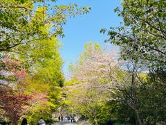 -上海滨江森林公园