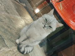 -猫咪博物馆(顶澳仔猫街店)