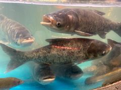 -魏铭鱼头捞饭(晋阳路店)