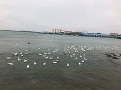 -烟墩角天鹅湖