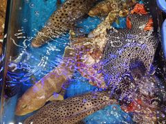 -吴记富苑(朝阳店)