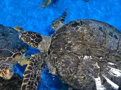 -泉城欧乐堡海洋极地世界