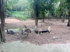 -清迈夜间动物园