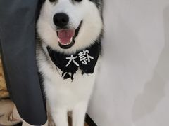 -Husky Go! 哈士奇体验馆·宠物咖啡厅狗咖
