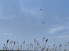 -盐城丹顶鹤湿地生态旅游区