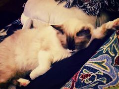 -猫色咖啡·猫咖