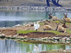 -北京麋鹿生态实验中心
