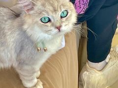 -怪兽屋·羊驼·猫咖·狗咖(俊华广场店)