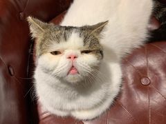 -猫小院猫主题餐厅(三里屯店)