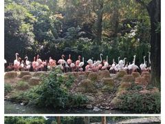 -上海野生动物园