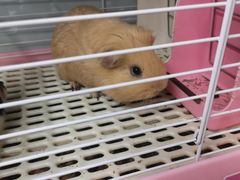 -钓仓鼠(洋桥北里小区店)
