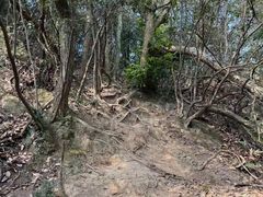-午潮山国家森林公园