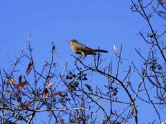 -叠溪松坪沟景区