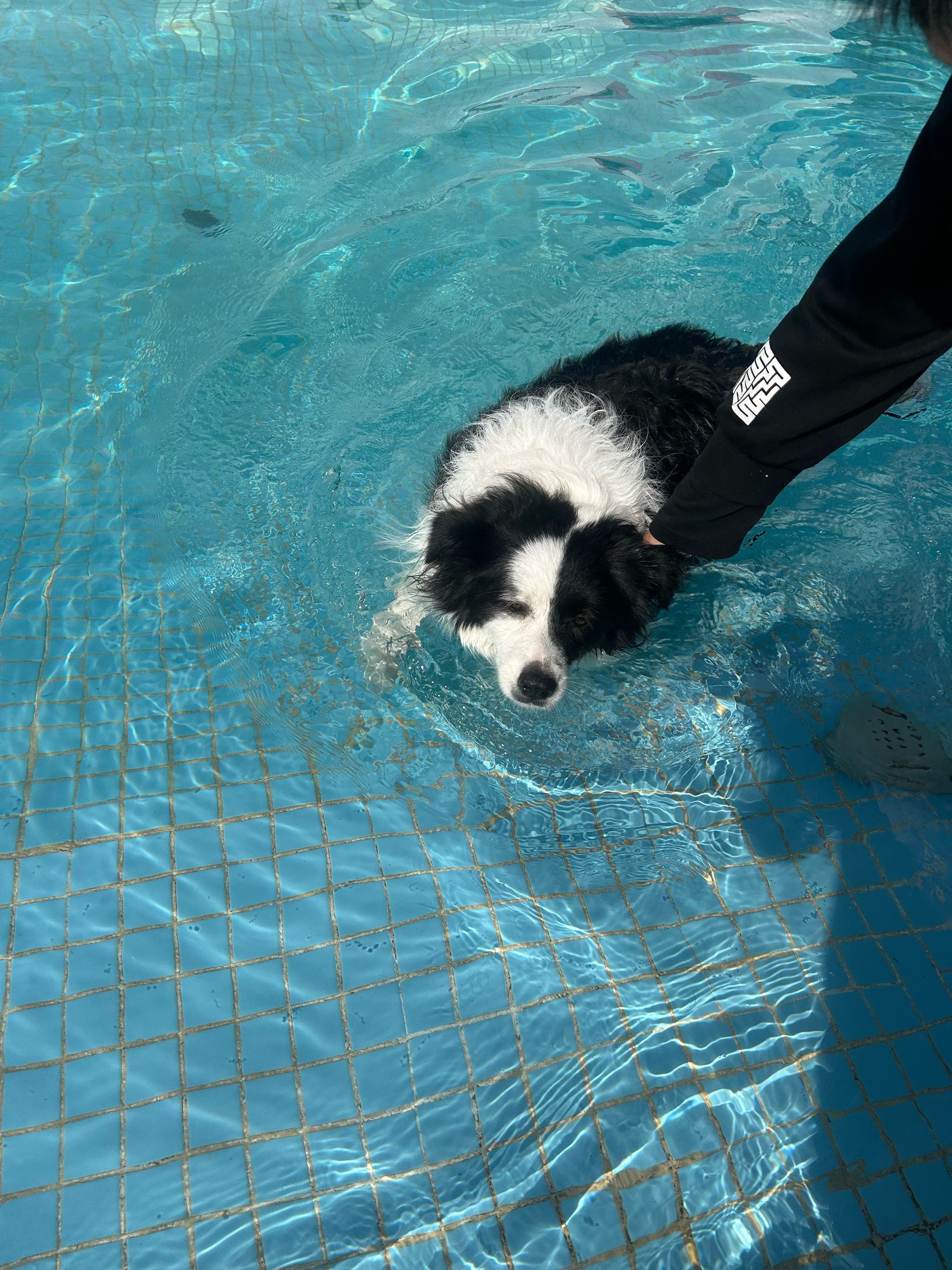 狗狗乐园,游泳不要钱啊