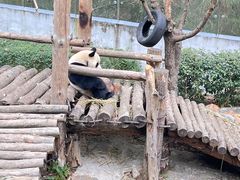 -黔灵山公园