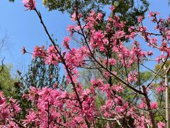 -南汇桃花村