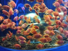 -小八仙·宴(三峡茶庄店)