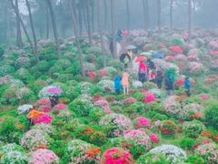 -南山植物园