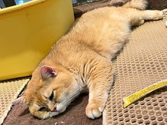 -大型宠物商超·宠海王国·宠物猫狗活体·用品·美容(新世界百货重庆店)