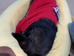 -逗柴咖啡屋·狗咖猫咖宠物桌游