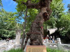 -潭柘寺景区