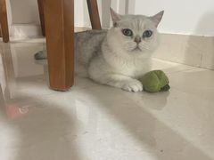 -嘉馨宠物医院·CT影像转诊·心脏科·犬猫全科诊疗中心(下沙大学城院区)