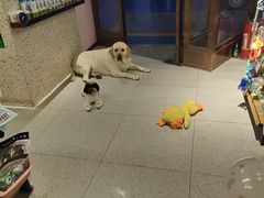 -FAELING PETS美天灵宠物(富力广场店)