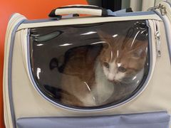 -纳吉亚猫专科动物医院博雅分院