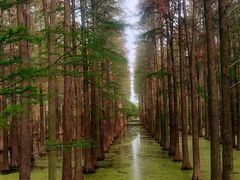 -渌洋湖湿地公园